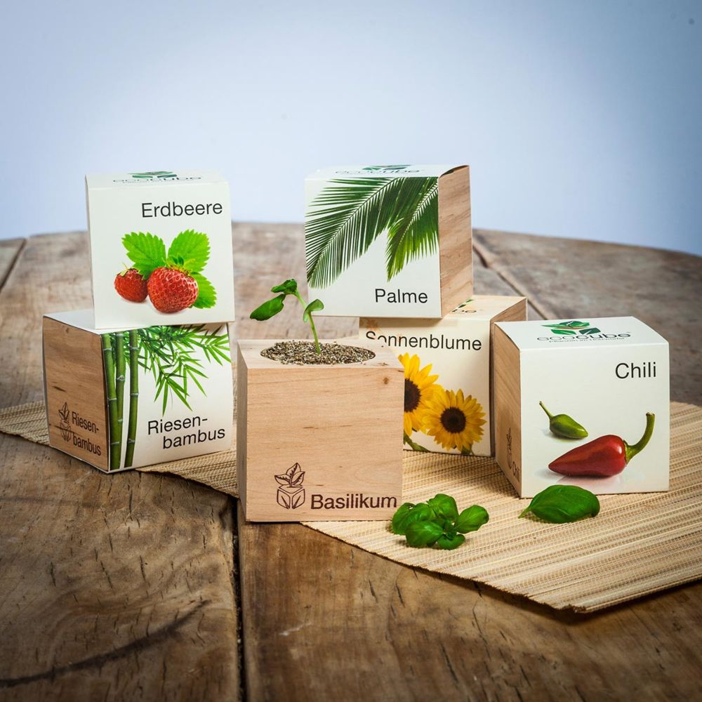 ecocube - plantes dans de cubes en bois